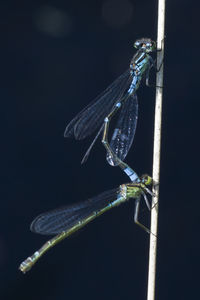Close-up of damselfly on leaf
