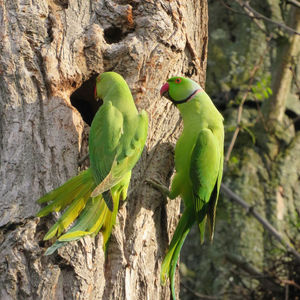 View of parrot perching on tree trunk