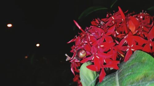 Close-up of red flowers