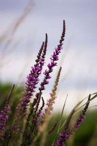 Close-up of purple flowering plants on field against sky