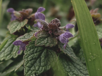 Close-up of purple flowering plant leaves