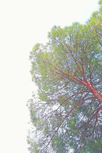 Low angle view of trees against clear sky