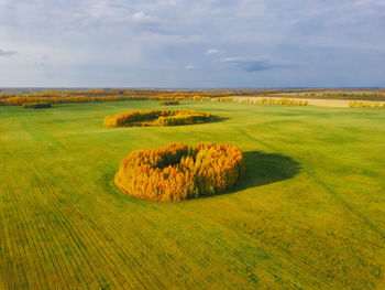 Aerial view of green field with winter crops with islands of yellow autumn trees