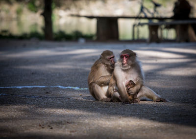 Close-up of monkeys on street