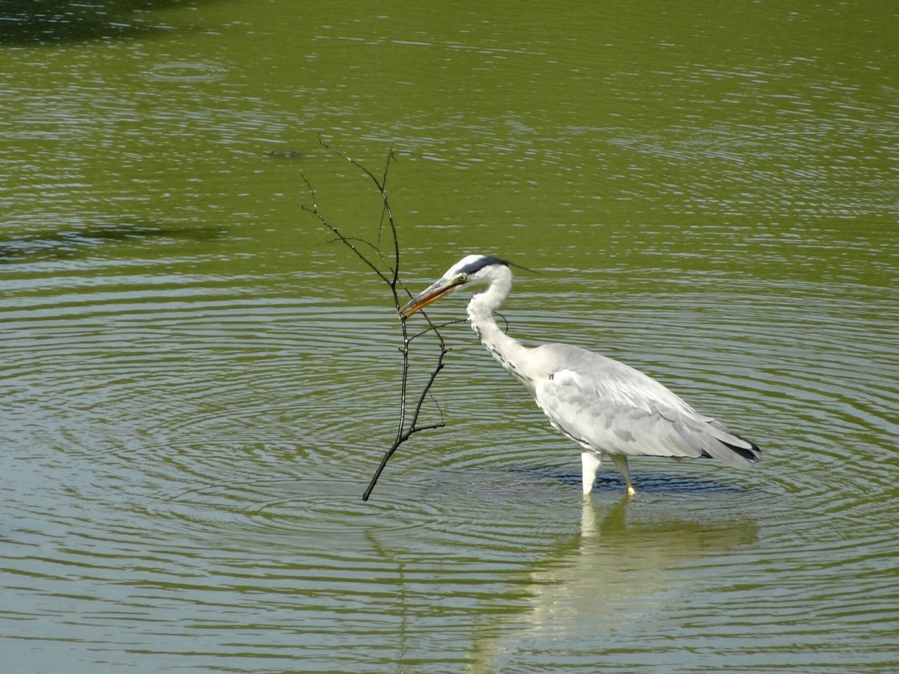 砧公園バードサンクチュアリ