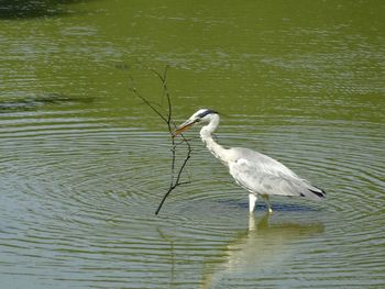 Bird flying over lake