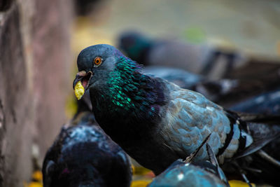 Close-up of parrot perching