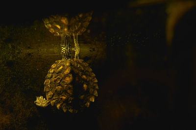 Close-up of yellow jellyfish swimming underwater