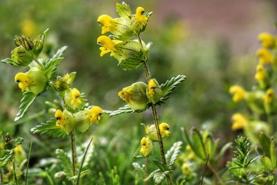 Close-up of yellow flowers