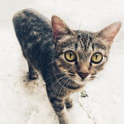 Close-up portrait of cat