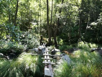 Scenic view of forest