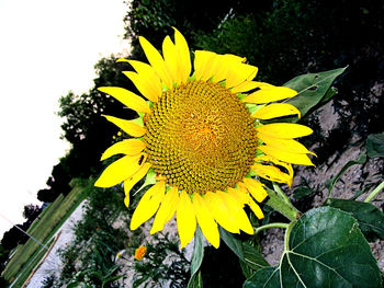 Close-up of sunflower