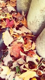 Leaves on ground