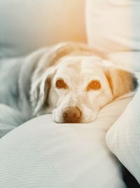 Close-up portrait of a dog resting on bed