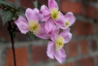 Close-up of pink flowers