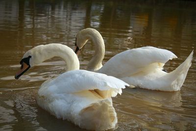 Swan floating on lake