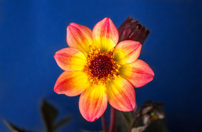 Close-up of flower against blue sky