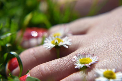 Close-up of hand on flowering plant