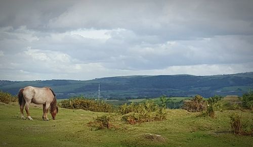 Horses in a field