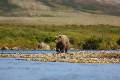 View of animal walking on riverbank