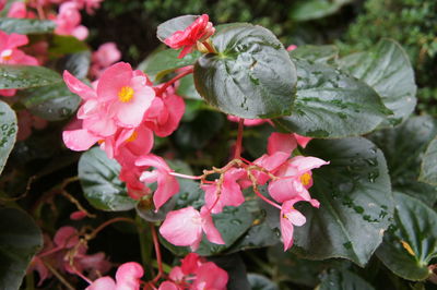 Close-up of pink flowers