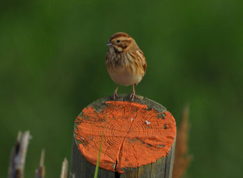 Close-up of bird perching on log