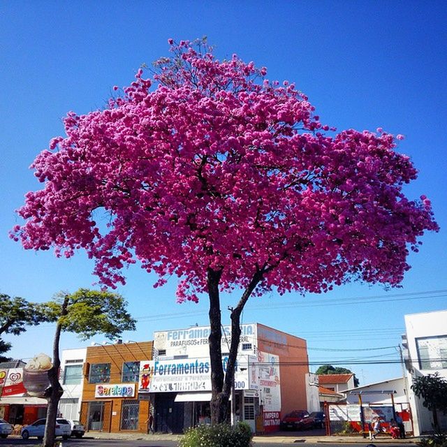 tree, clear sky, building exterior, flower, built structure, architecture, low angle view, growth, branch, blue, sunlight, freshness, day, nature, outdoors, sky, city, beauty in nature, house, cherry tree