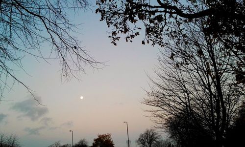 Low angle view of trees against sky