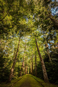 Trees in forest