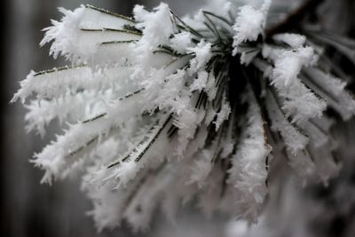 Close-up of frozen flower tree during winter