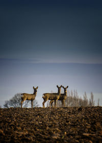 Deer on field against cloudy sky