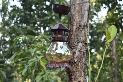 Close-up of light bulb hanging on tree trunk