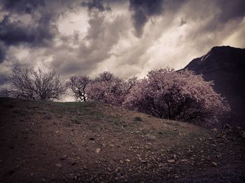 Trees on field against sky