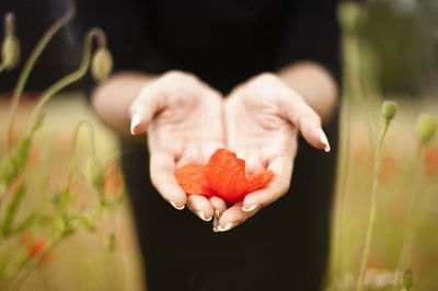 Close-up of red flowers