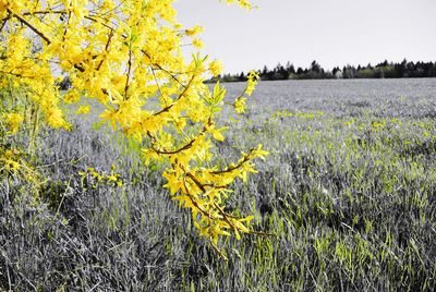 Yellow flowering plants on field against clear sky