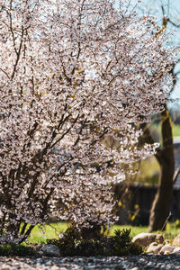 Cherry blossoms in spring