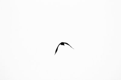 Low angle view of bird flying against clear sky