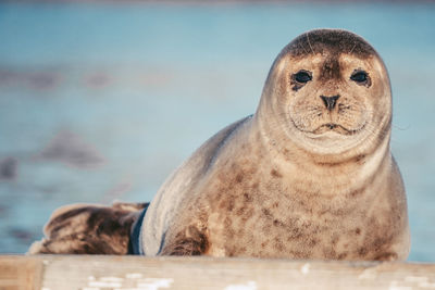 Close-up of harbor seal