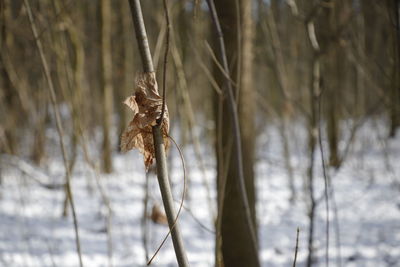 Close-up of frozen plant during winter