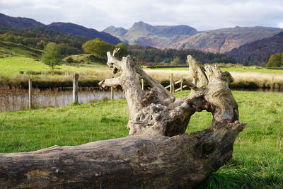View of giraffe on field