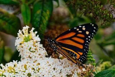 Close-up of butterfly pollinating on flower