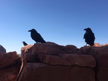 Low angle view of birds on rock