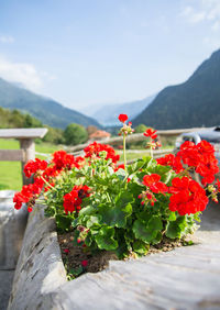 Close-up of red flowering plant against sky