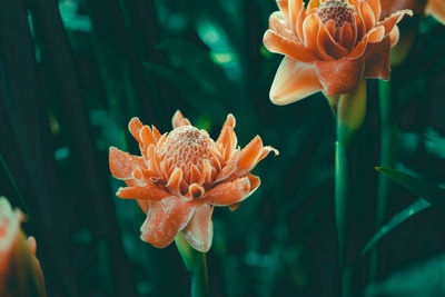 Ginger flowers with lush lava color tone