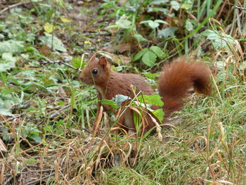 Squirrel on grass