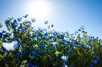 Low angle view of flowering plants against blue sky