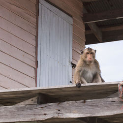 Monkey sitting on roof