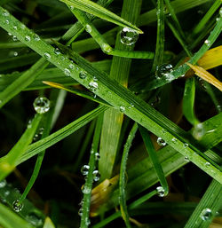 Close-up of water drops on grass during rainy season