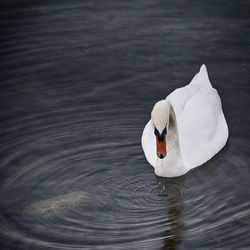 Swan swimming in lake