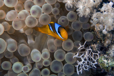 A red sea anemonefish - amphiprion bicinctus - in egypt